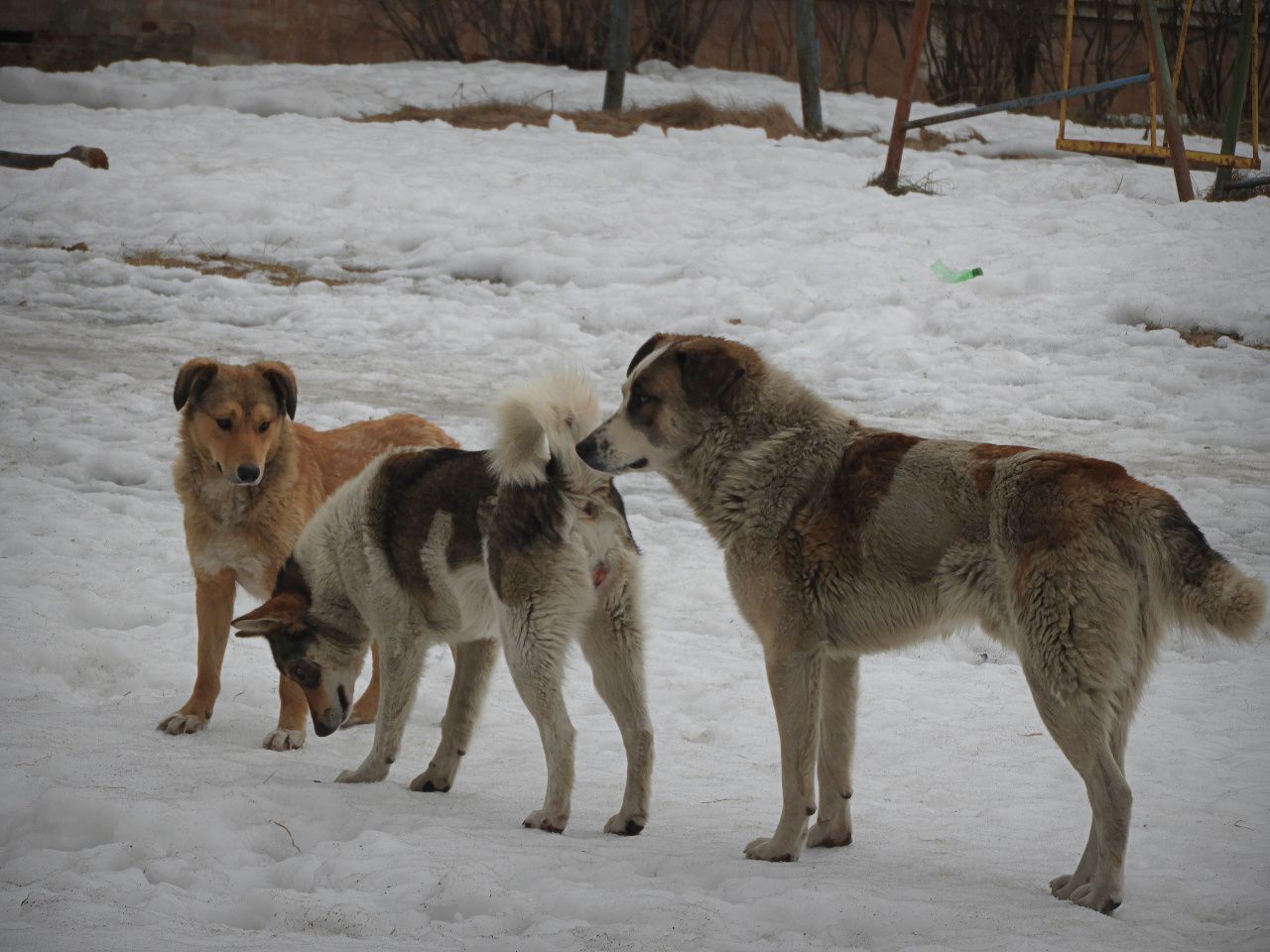 В Карпинске горожане начали стрелять по бродячим собакам из окон