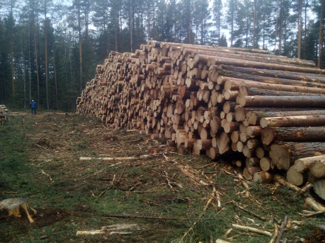 Карпинцы возмущены вырубкой леса рядом с Классенскими садами