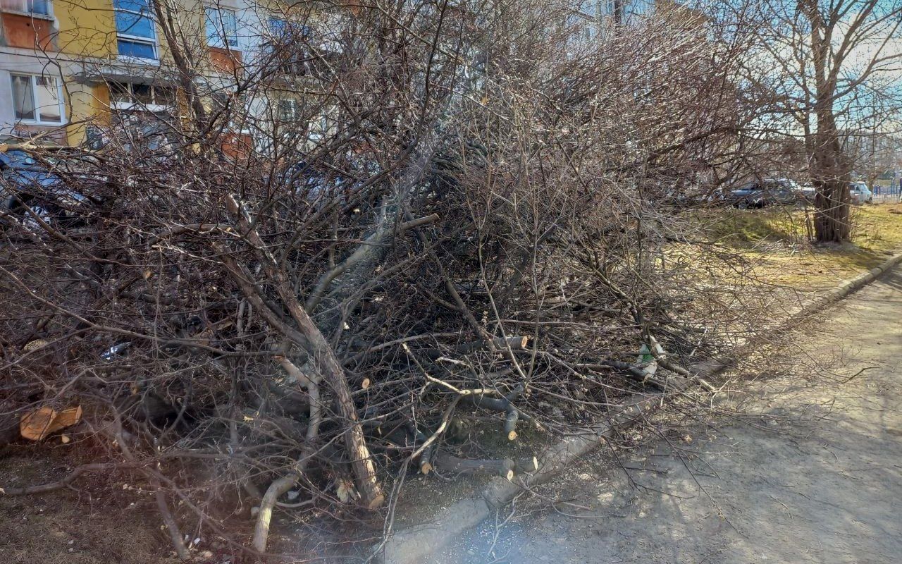 Жители дома №34 по Куйбышева недовольны ликвидацией яблони в их дворе