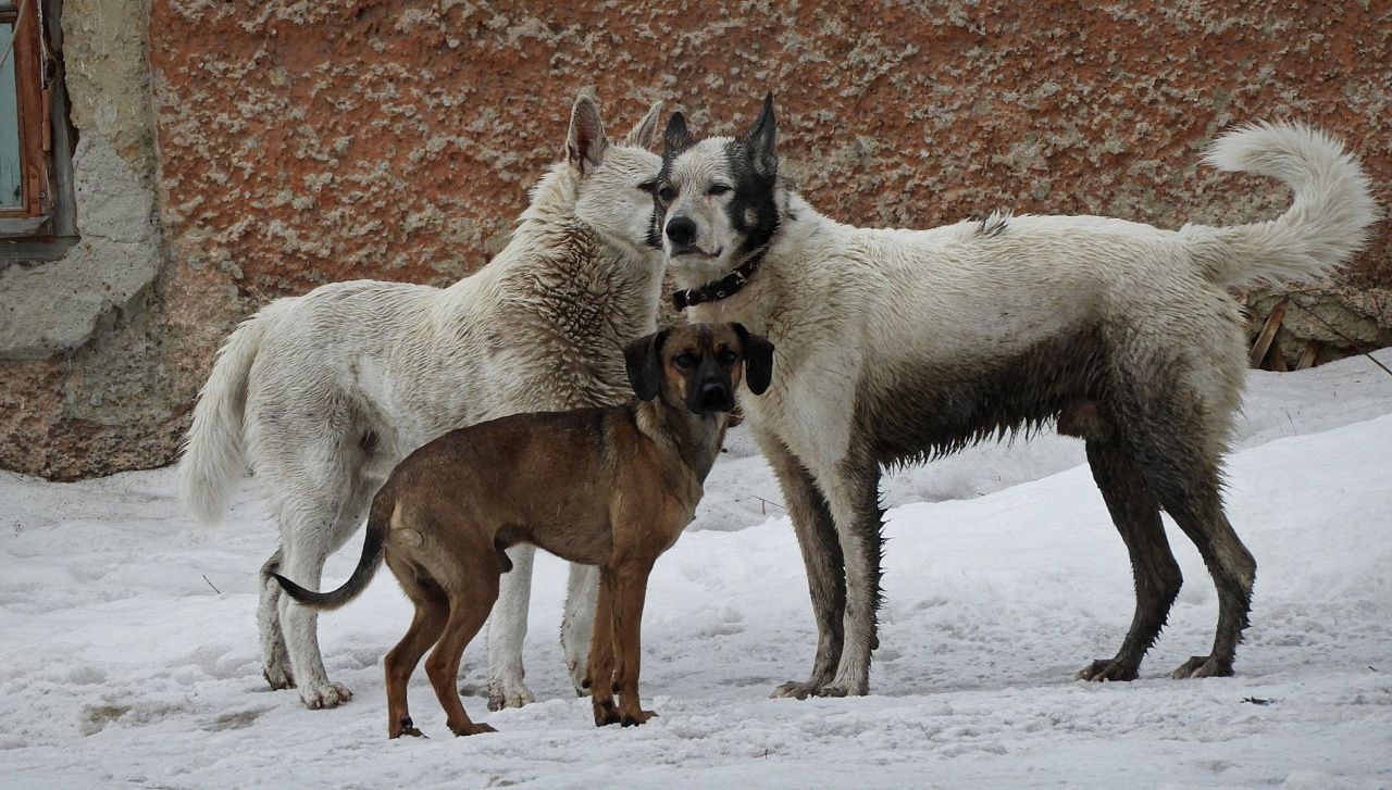 В Карпинске некому ловить собак: тендер не состоялся из-за отсутствия участников