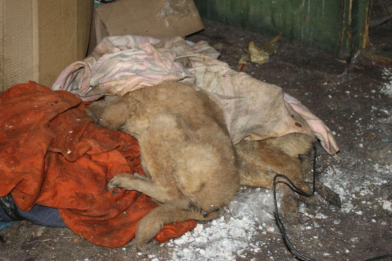 В Карпинске ищут фирму, которая займется уборкой трупов животных и перевозкой биологических отходов