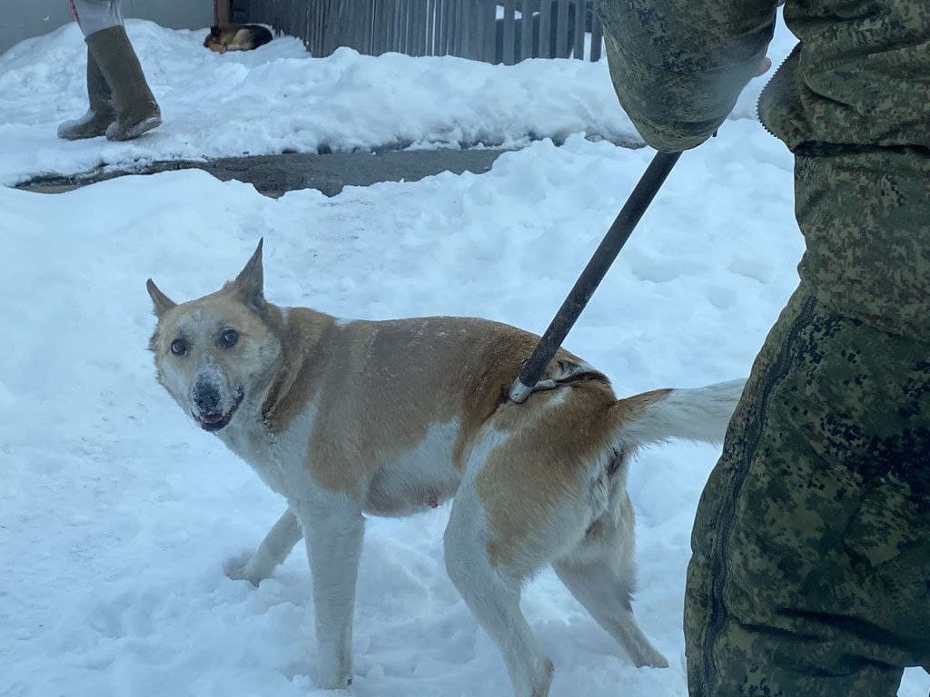Теперь в Карпинске намерены поймать уже две сотни бродячих собак