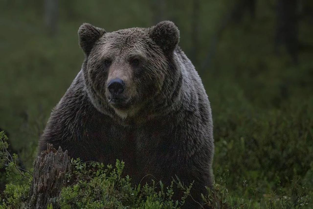 Медведь, которого видели в районе поселка Антипинский - все еще где-то гуляет