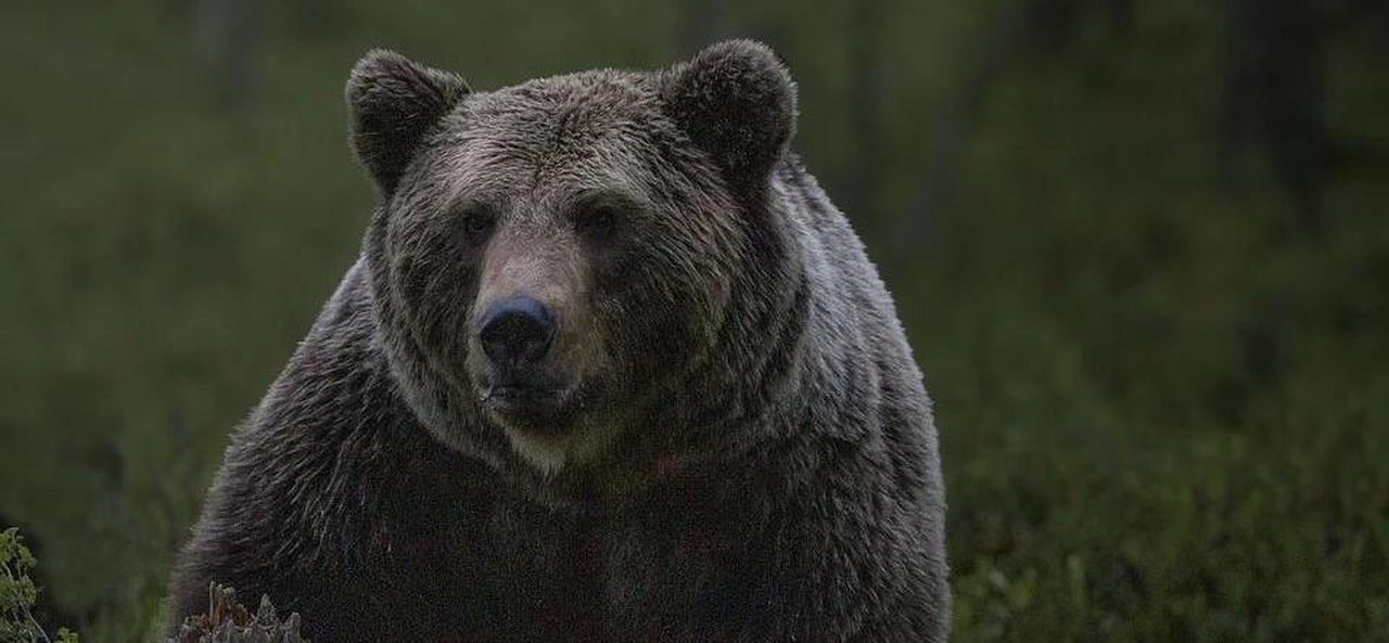 Медведь, которого видели в районе поселка Антипинский - ушел