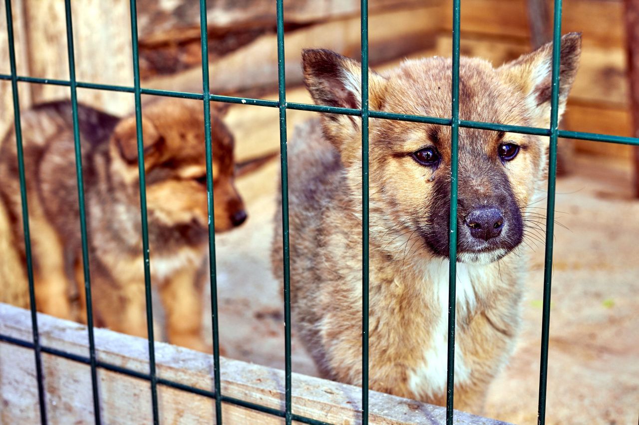 Где посмотреть собак, которых отловили в Карпинске