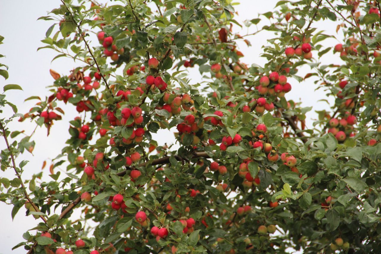 Жаркая погода на севере области простоит до 11 августа