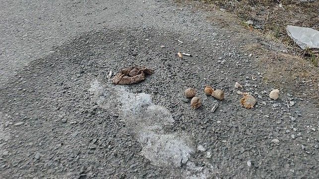 Администрация Карпинска напоминает жителям убирать фекалии за своими питомцами