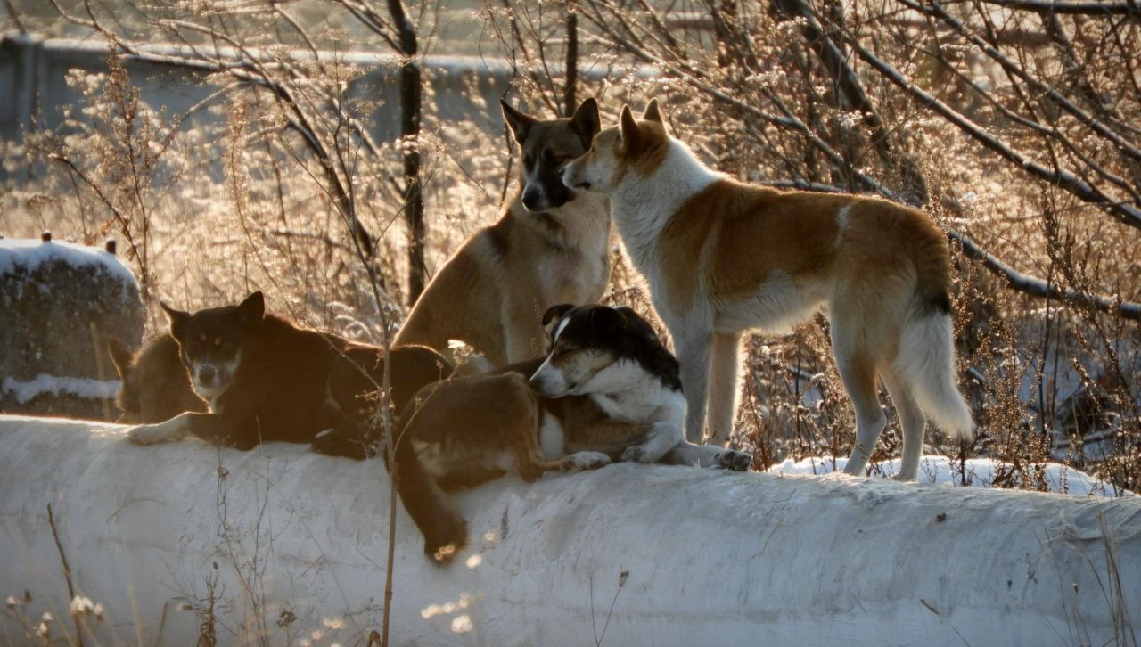 Бродячих собак в Карпинске снова некому ловить