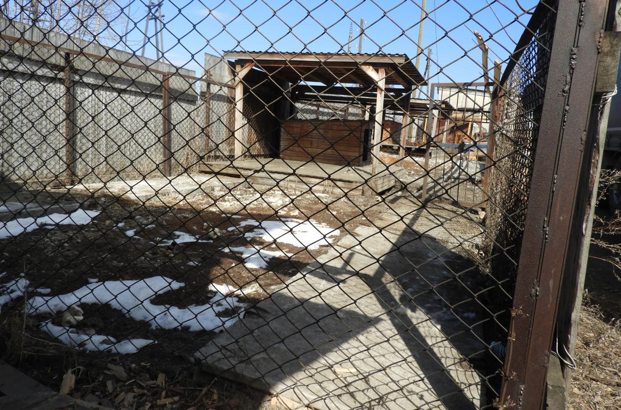 Владелец алабаев, которые загрызли хозяйскую собаку, прокомментировал инцидент