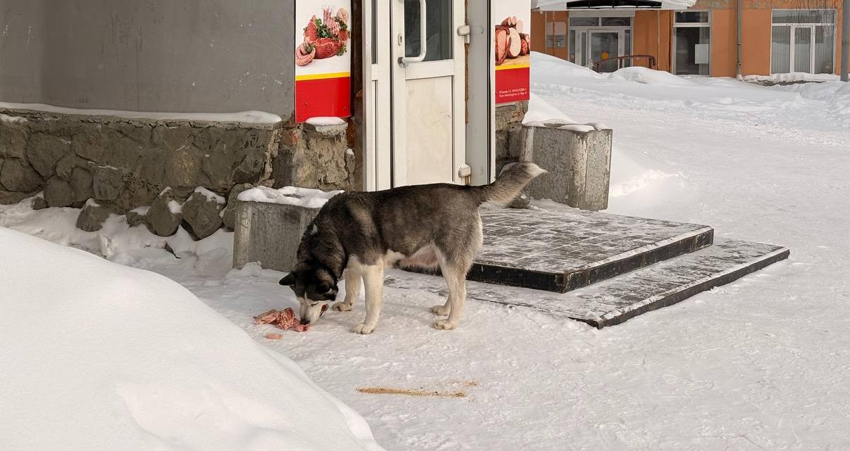 «Я не против животных, но...»: горожанин жалуются на бездомных собак и людей их кормящих