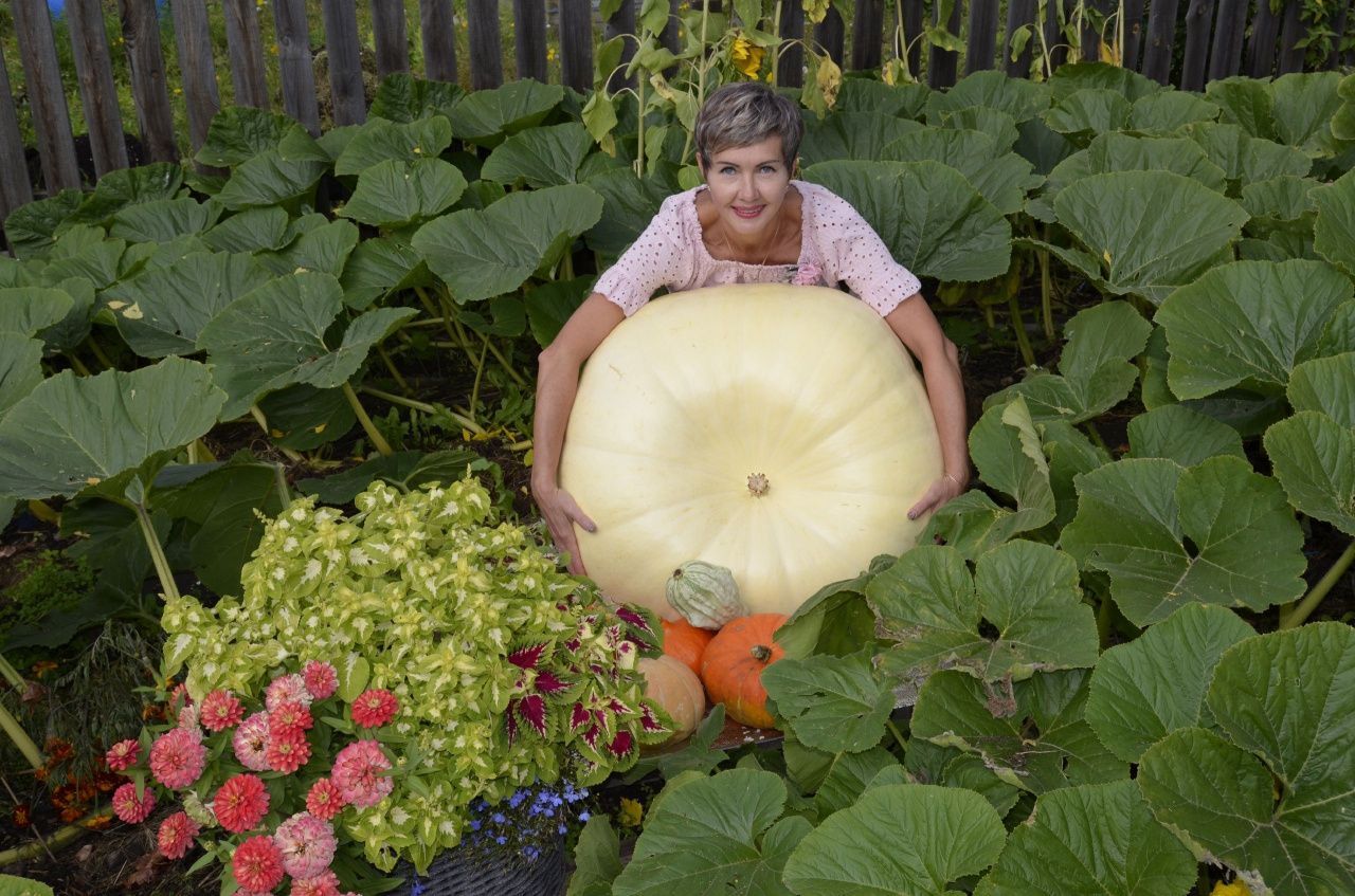 Жительница Карпинска вырастила тыкву-гиганта весом более 100 кг