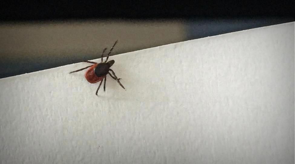 За неделю клещи покусали 40 карпинцев. Почти все — не привиты