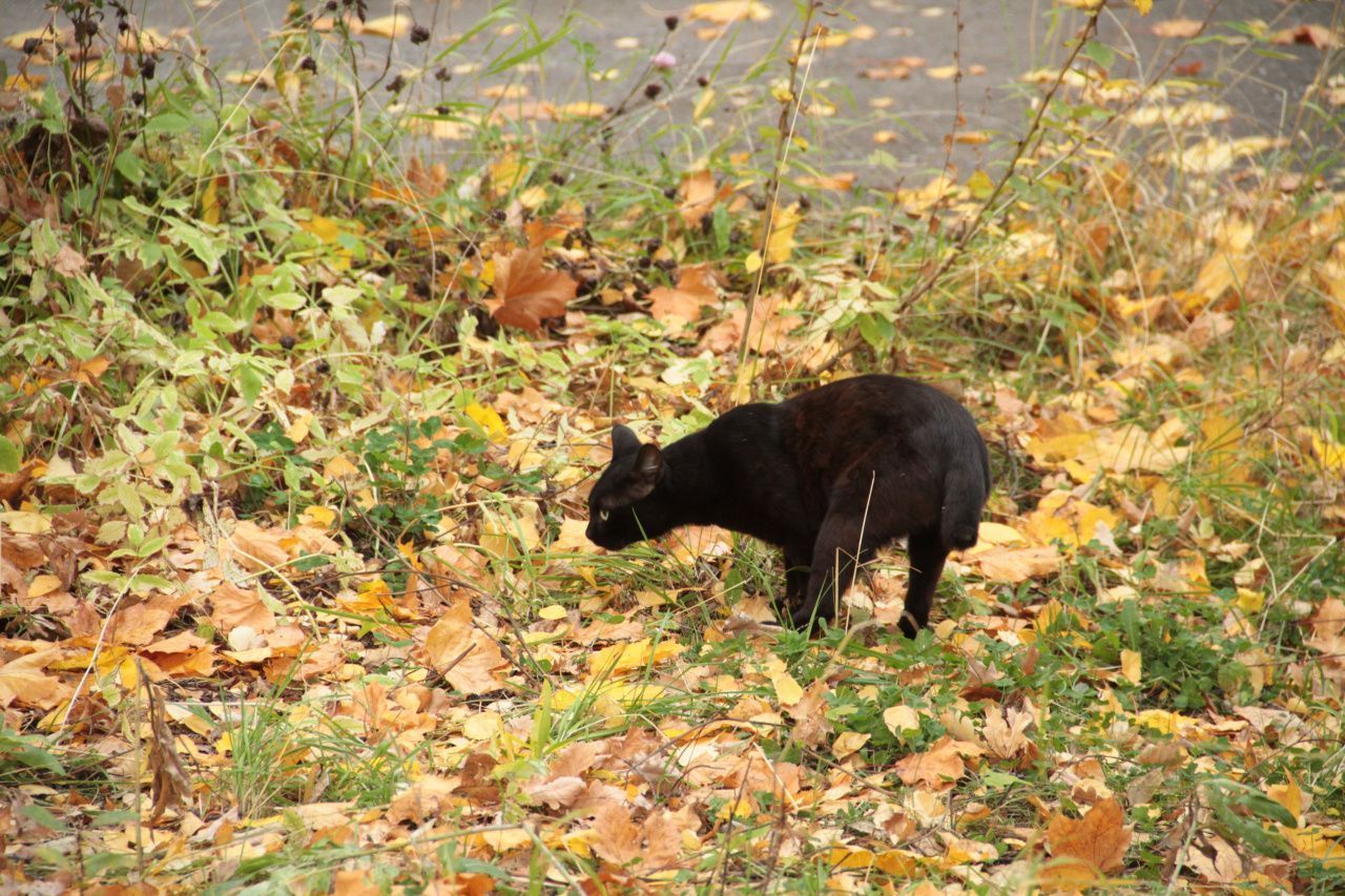 «Погода будет прохладная и неустойчивая». Какая погода будет на севере региона в конце сентября и начале октября