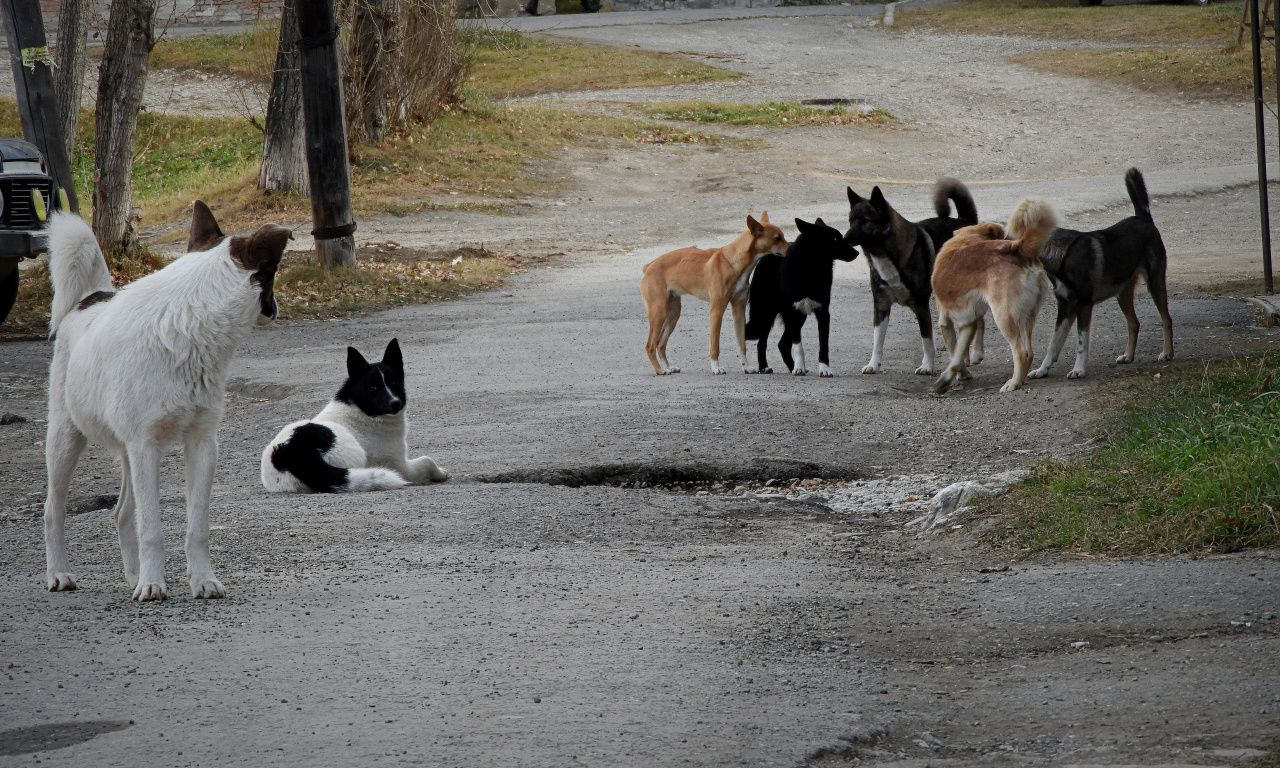 В Карпинске объявлен еще один тендер на отлов собак