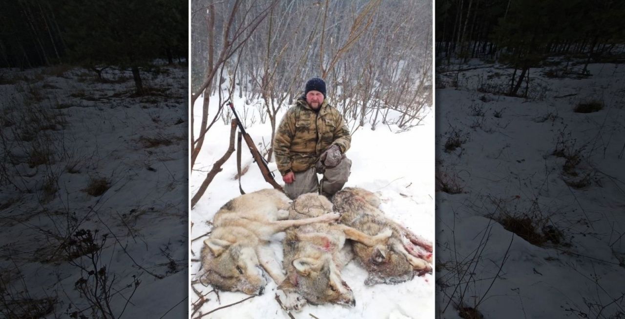С начала года в Карпинске добыто 11 волков. Охота продолжается