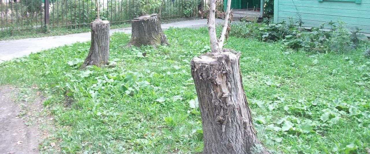 В Карпинске планируется спилить 123 дерева за 231 тысячу рублей
