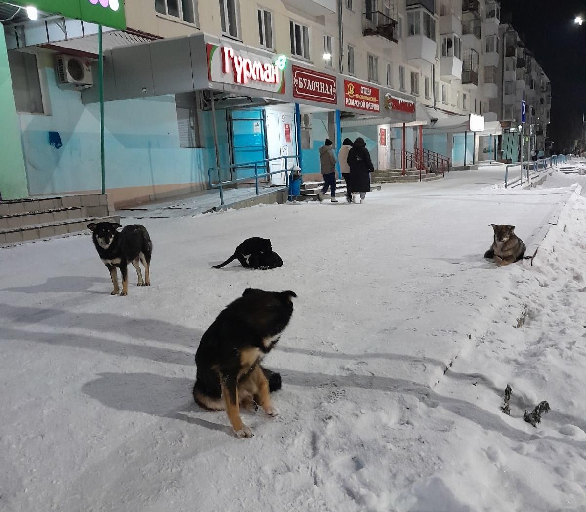 Жители Карпинска вновь жалуются на стаи бродячих собак