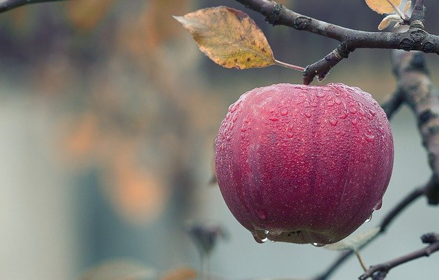 Время печь шарлотку: пять рецептов от наших читателей