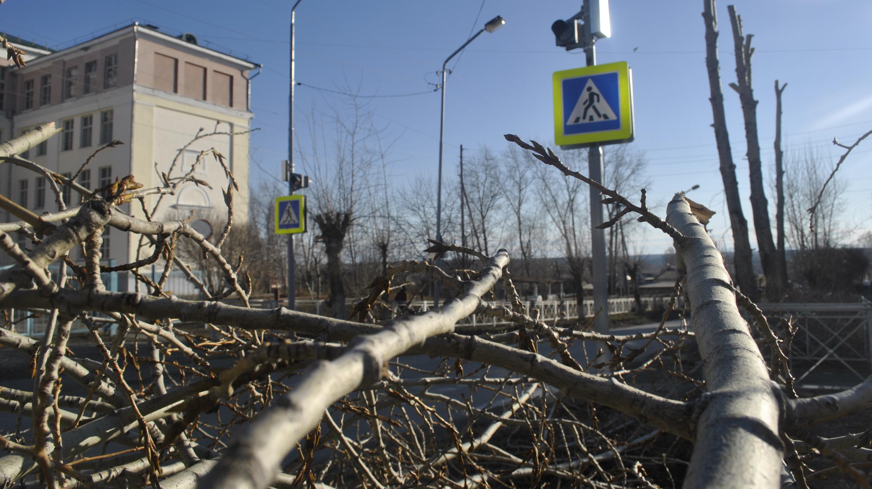 В Карпинске спилят 66 деревьев