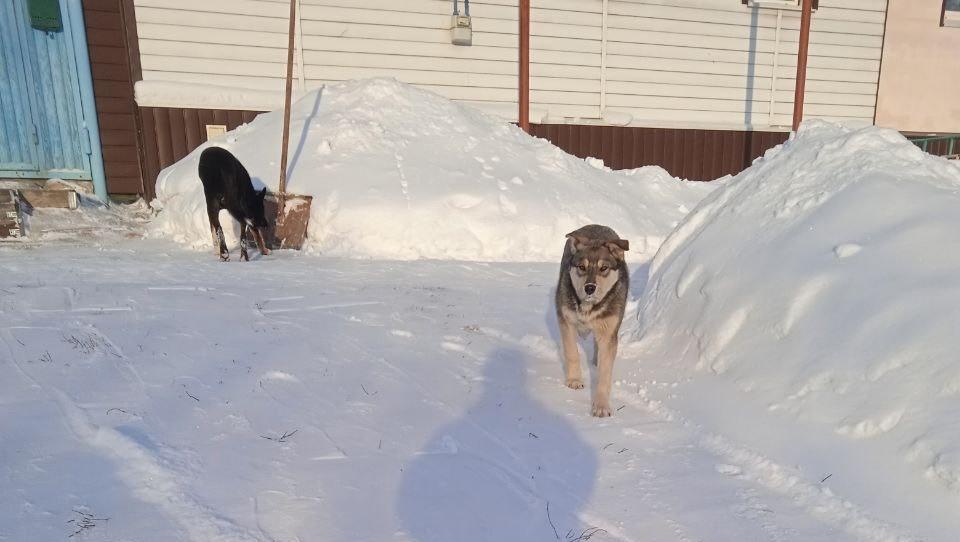 Жители Советской просят ответственных отловить выводок бездомных собак