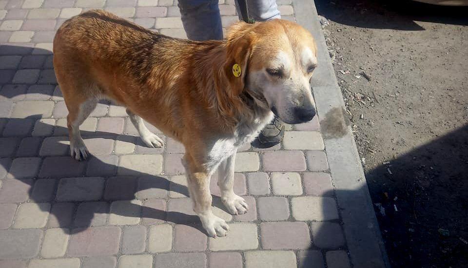 Тендер на отлов собак за 90 тысяч рублей снова никого не заинтересовал