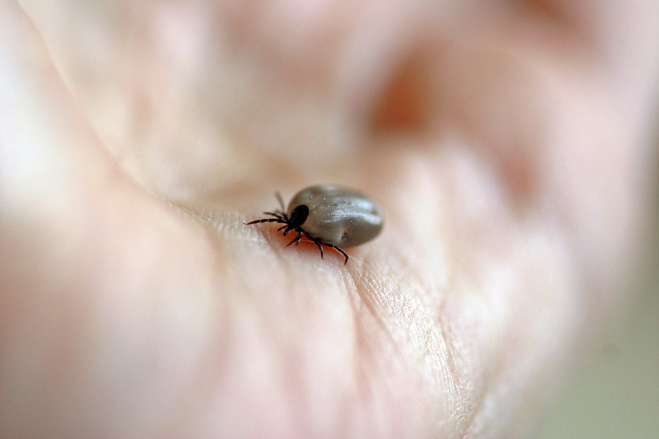 Клещи «прилетели».  Санитарные врачи прогнозируют всплеск активности опасных насекомых