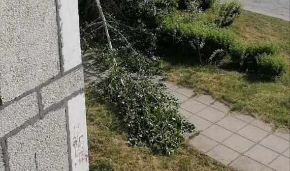 На тротуар по проезду Нахимова рухнула часть тополя