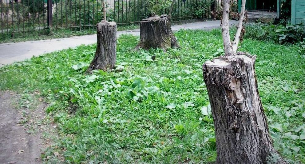 До конца апреля в Карпинске спилят полсотни деревьев