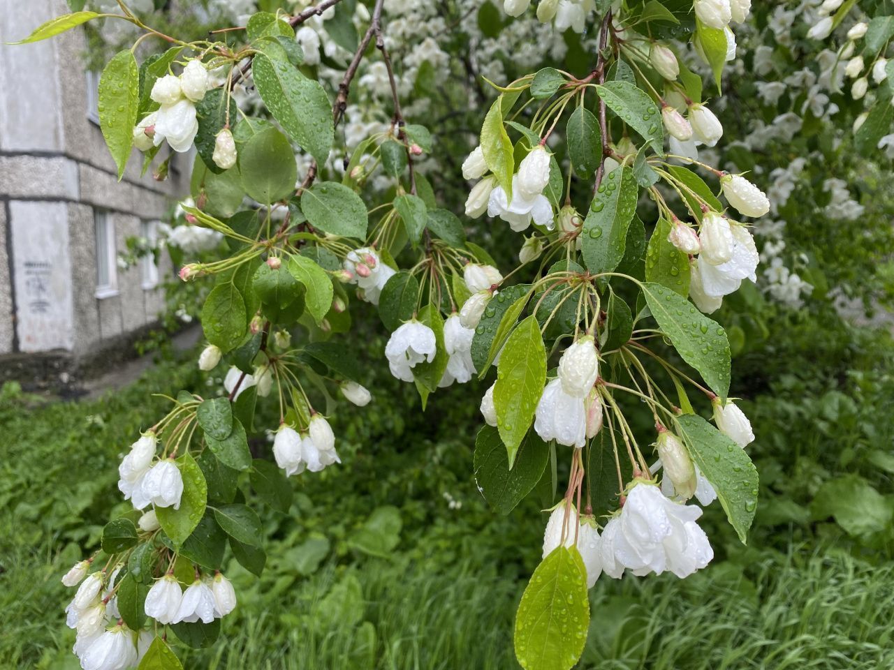 Какую погоду стоит ждать в начале лета?