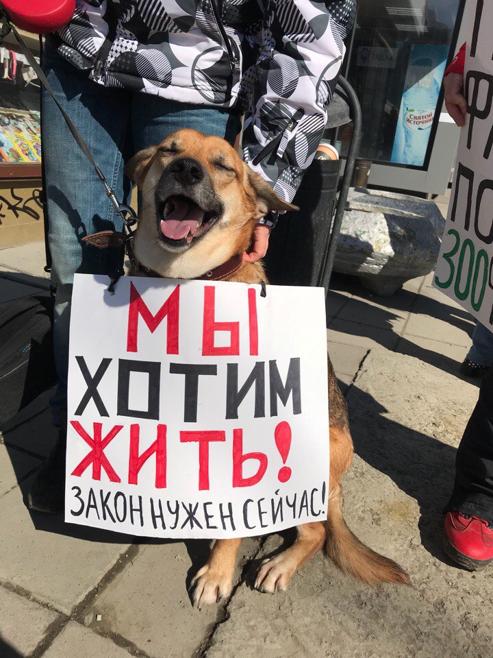 "Собаки в законе". Что волонтеры зоозащиты думают о новом законе, который касается защиты животных?