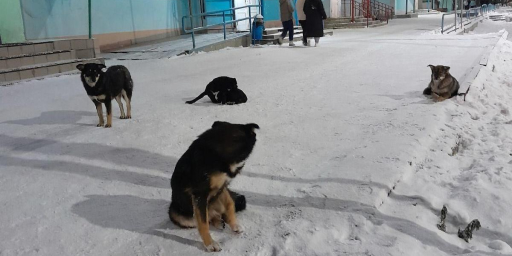 Свершилось. В Карпинске все-таки удалось найти фирму для отлова ...