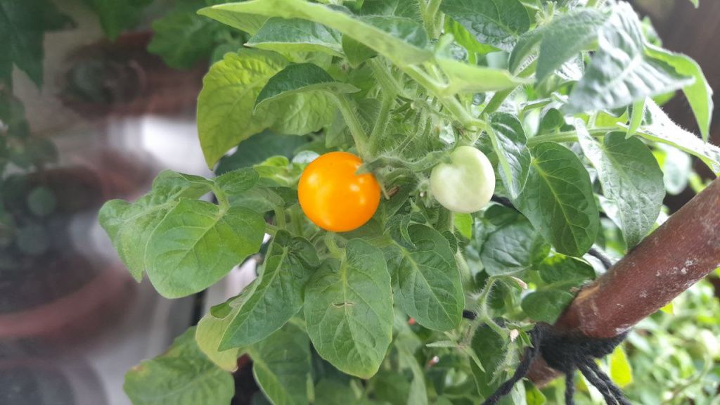 Желтого цвета Детки-конфетки совсем маленькие по размеру, но вкусные. Фото: Андрей Гребенкин, «Глобус»