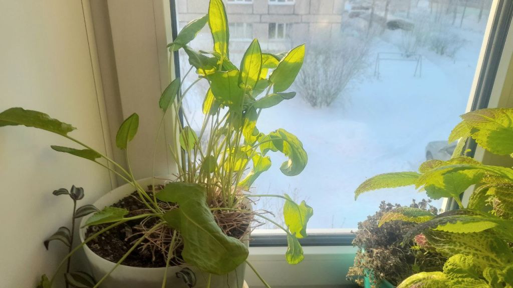 14 января. За окном минус 34, а щавель растет и радуется редкому зимнему солнечному свету. Фото: Андрей Гребенкин, «Глобус»