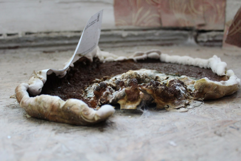 Фото было сделано в квартире Ирины Помазановой в 2023 году. С тех пор, по словам собственницы, ситуация не поменялась. В доме все та же благоприятная среда для развития плесени. Фото: Александр Ярошук, «Вечерний Карпинск»