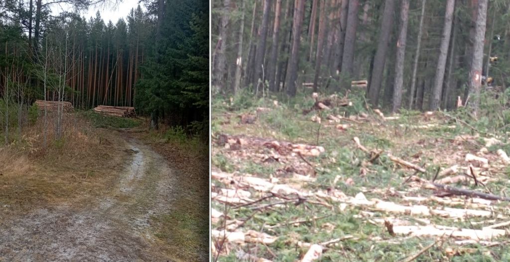 Фото: предоставлено садоводами