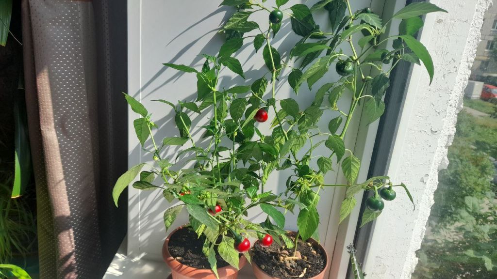 Острый перец «Жгучая вишенка» действительно оказался очень жгучим. Фото Андрей Гребенкин, «Глобус»