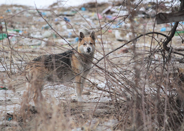 Ловить бездомных собак в Карпинске будет "Утильмастер"