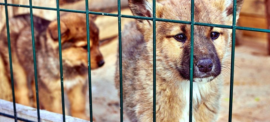  Приют «Лапа помощи» закрылся: почему и что стало с оставшимися животными