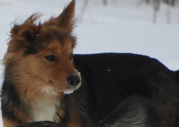 Еще 78 бродячих собак будет отловлено в городе