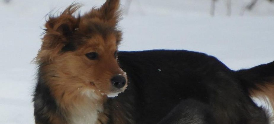 Еще 78 бродячих собак будет отловлено в городе