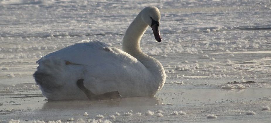 Как спасали белого лебедя