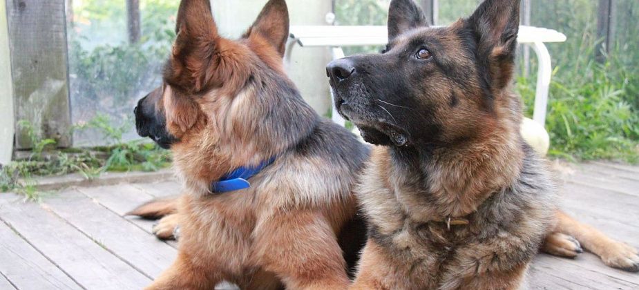 В Госдуме предложили штрафовать хозяев за самовыгул собак