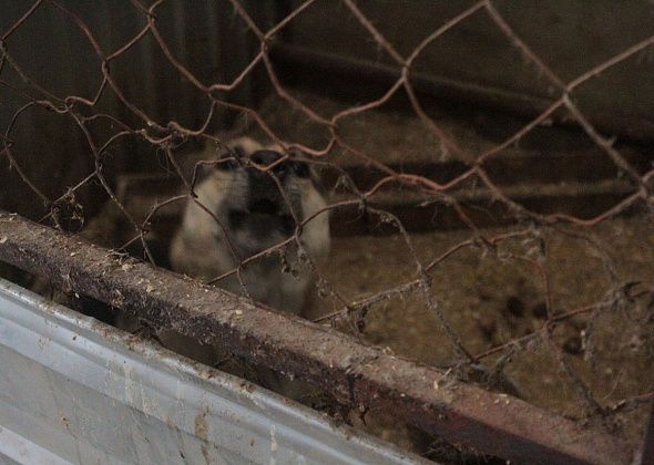 В Карпинске отловят безнадзорных собак