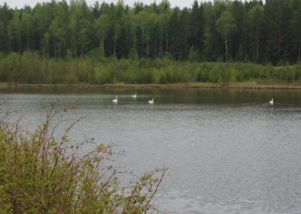 На озере у Волчанска убили белого лебедя