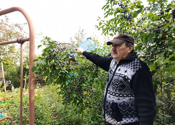 Садовод из Кальи Сергей Василенко – о Пепинчике, терносливе, выращивании саженцев и сбывшейся мечте 