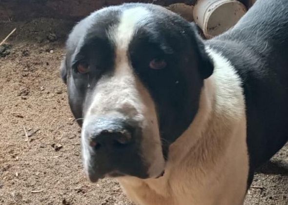 Супруги из Карпинска просят помочь оплатить операцию для четвероногого друга — алабая Шеры