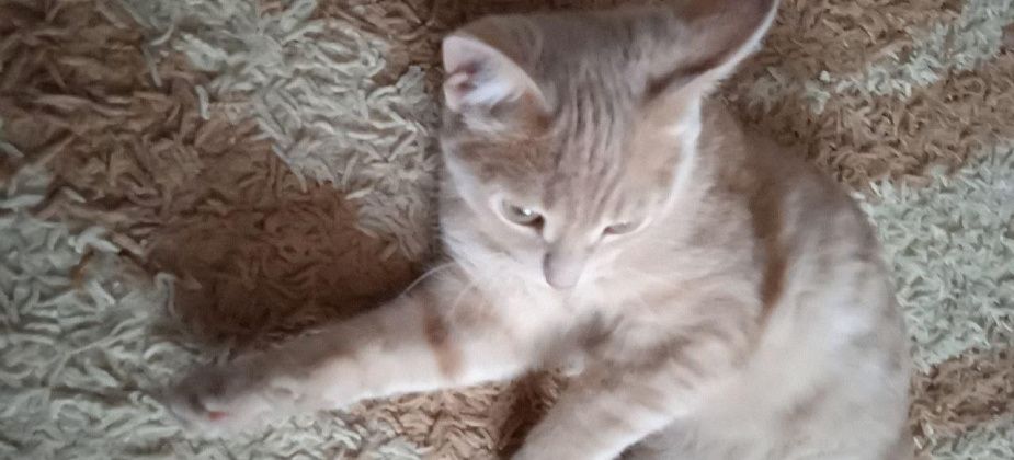 «Достали с трехметровой глубины». Карпинских аварийщиков благодарят за спасение домашнего питомца