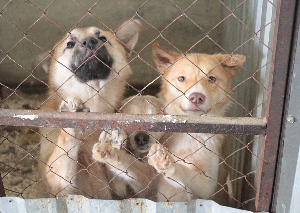 В Карпинске отловили 66 бродячих собак