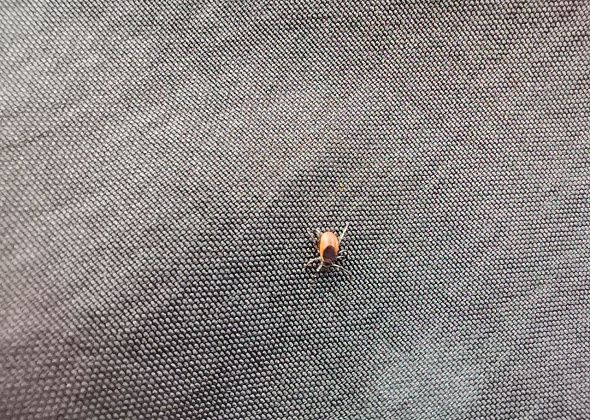 В Карпинске клещи покусали студентов из соседнего города