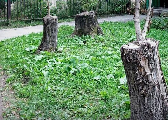 В Карпинске ликвидируют 12 деревьев